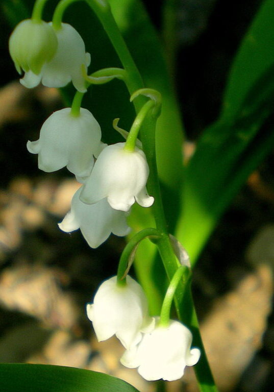 Muguet-2