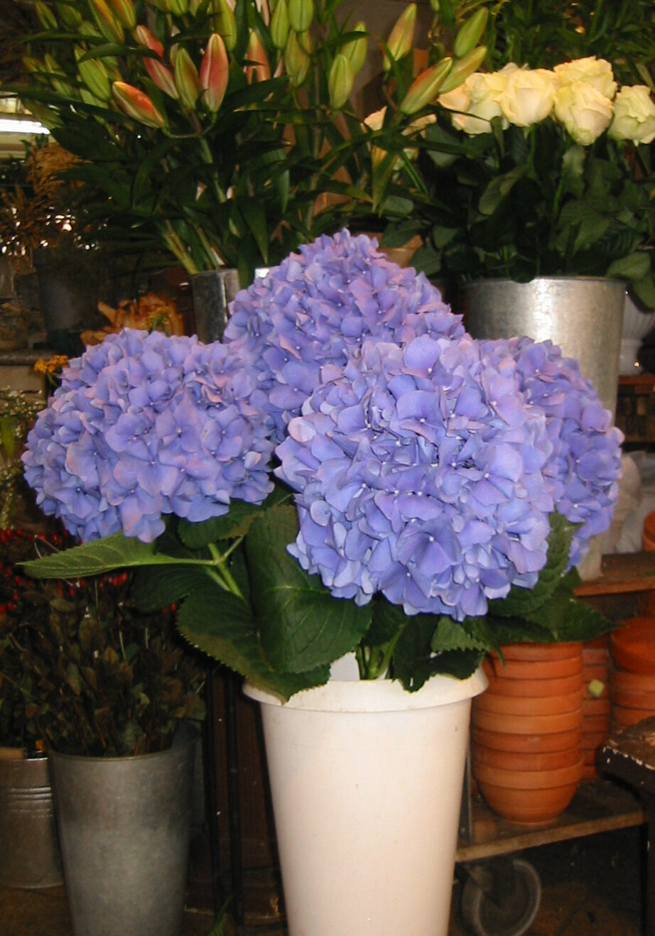 ed460-hydrangea